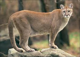 cougar