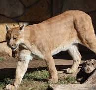 cougar cougar